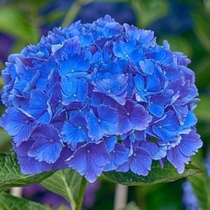 Meet your Posher, Becky